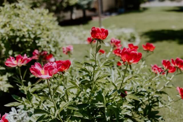 Red peony flowers with green foliage blooming in a sunny garden lawn.