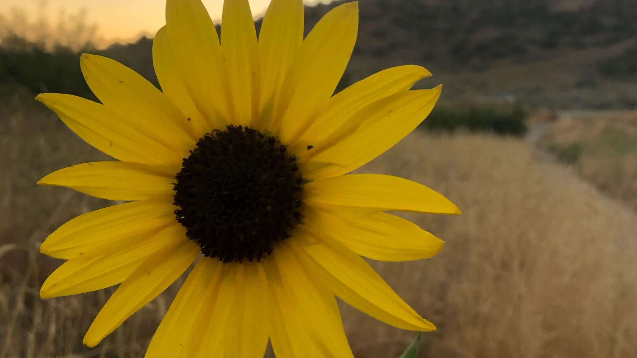 Why Memorializing Social Media Accounts Is a Must After Someone Passes Away